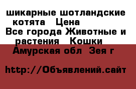 шикарные шотландские котята › Цена ­ 15 000 - Все города Животные и растения » Кошки   . Амурская обл.,Зея г.